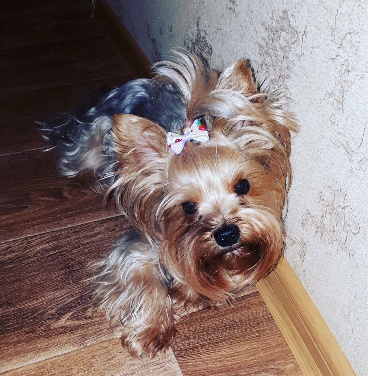 Йоркширский терьер стандарт