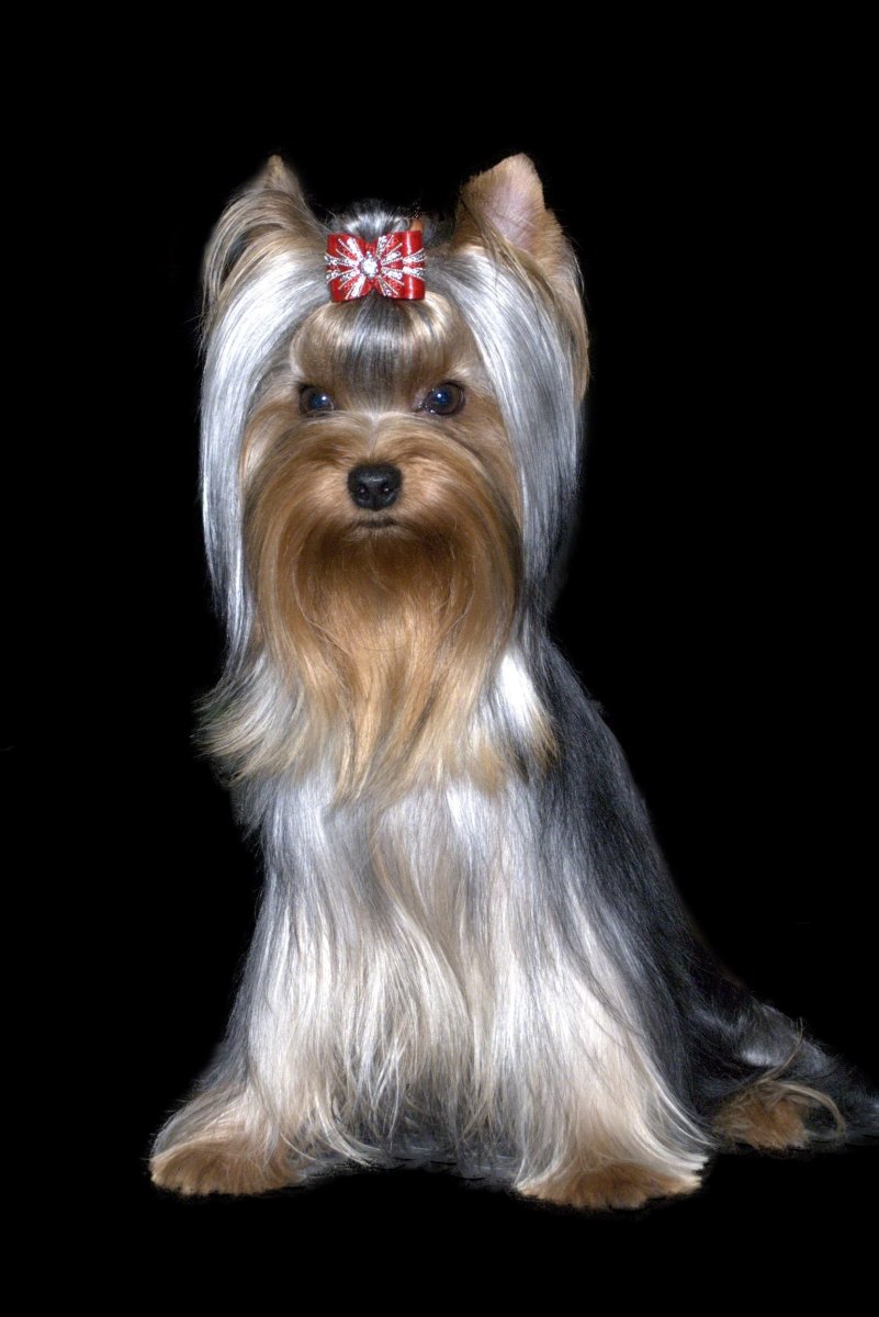 Бивер-Йоркширский терьер