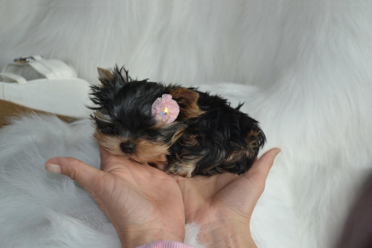 Йоркширский терьер нано