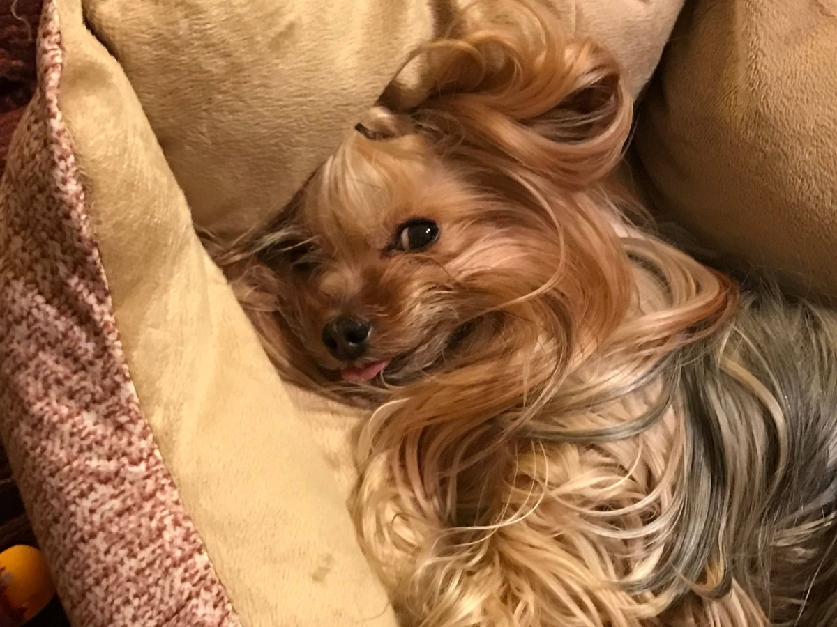 Чистопородный Йоркширский терьер