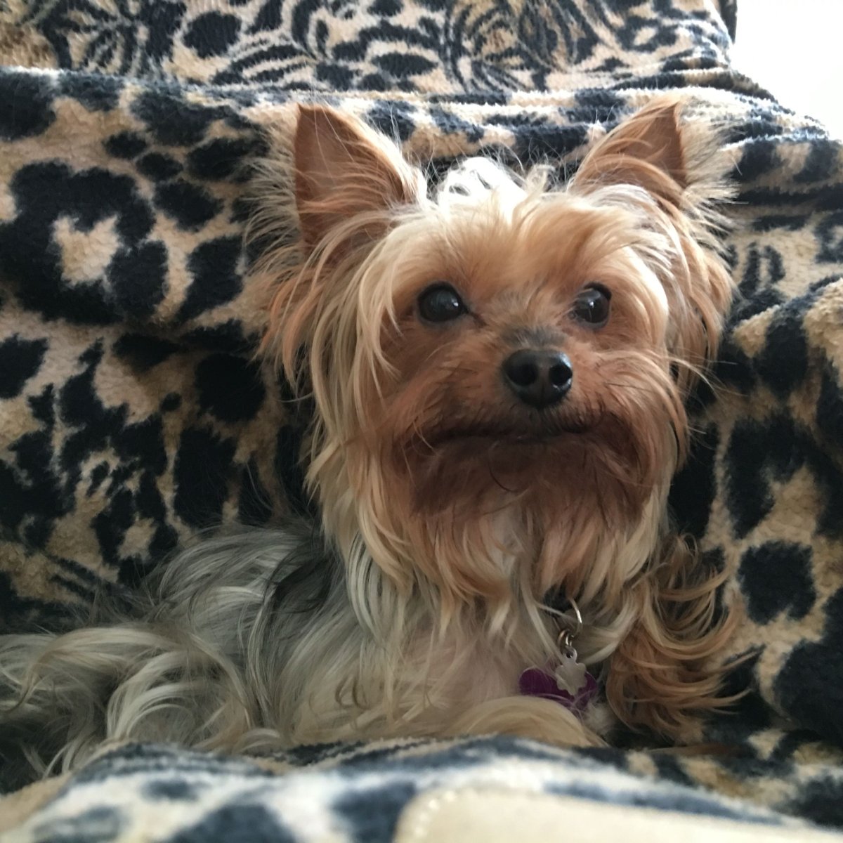 Чистокровный Йоркширский терьер