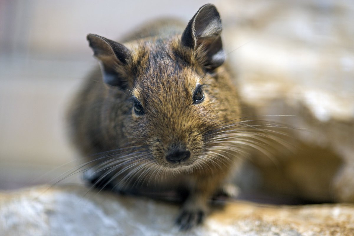 Песчаная белка дегу