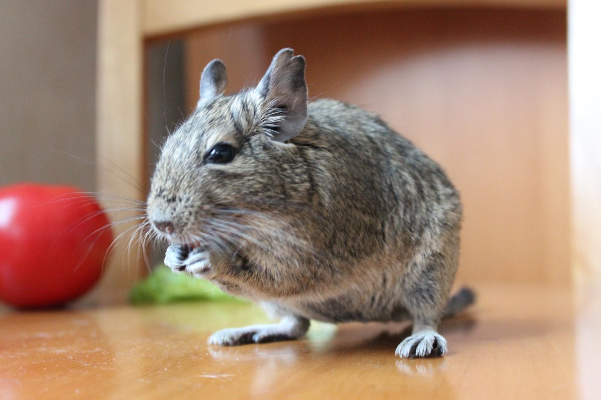 Дегу грызун