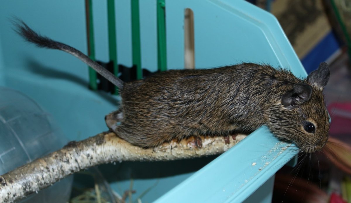 Тихоокеанский дегу