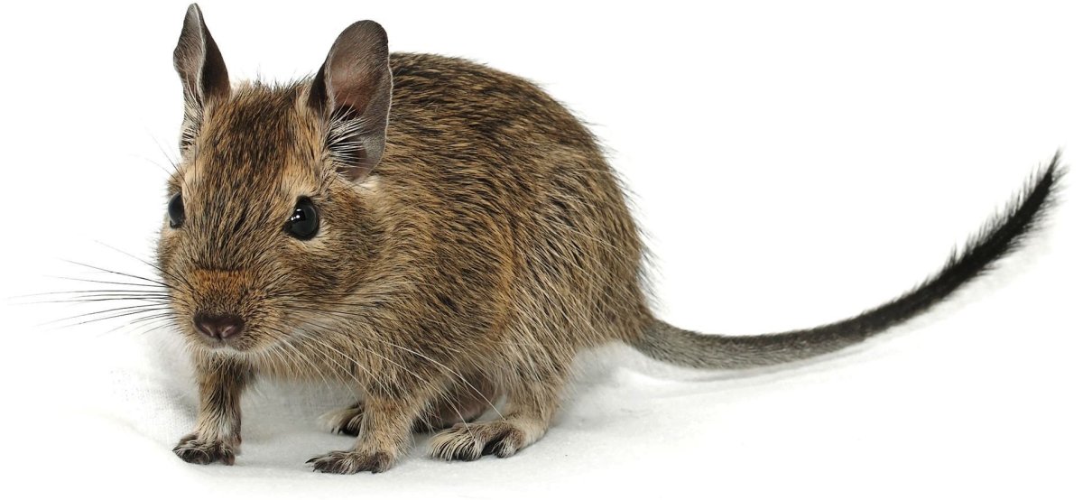 Чилийские белки дегу