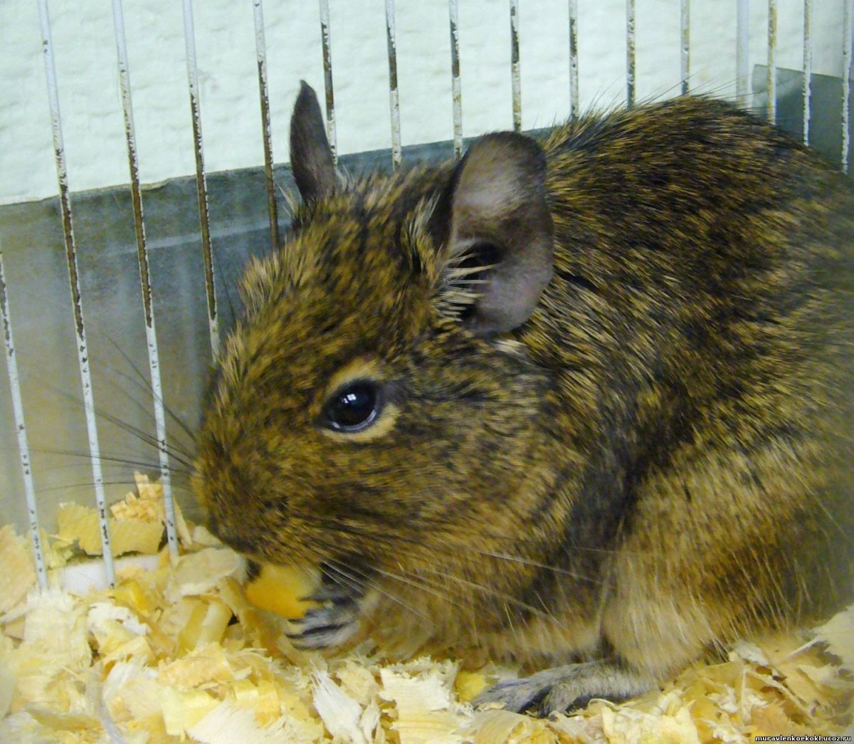 Аргентинская белка дегу