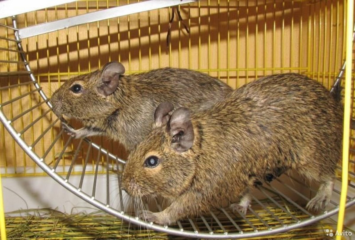 Австралийская белка дегу