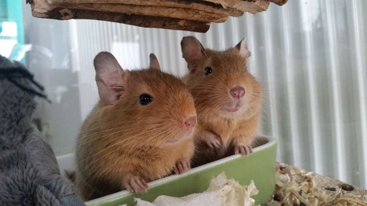 Белка дегу 3 месяца