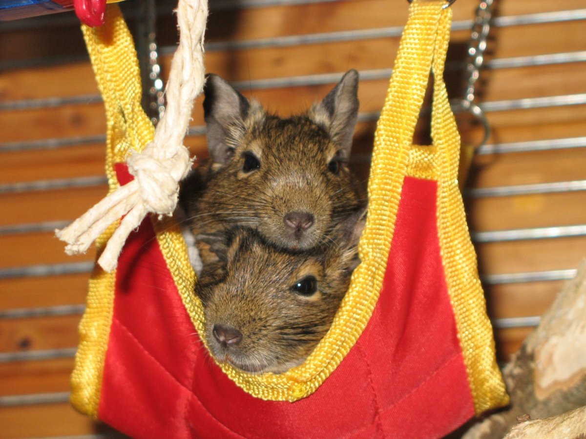 Белочка дегу