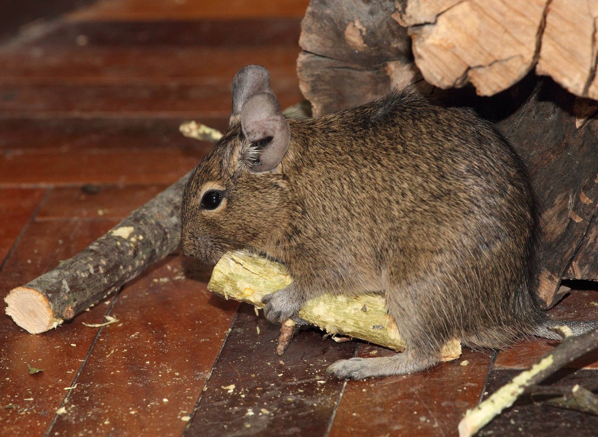 Чилийская белка дегу зубы