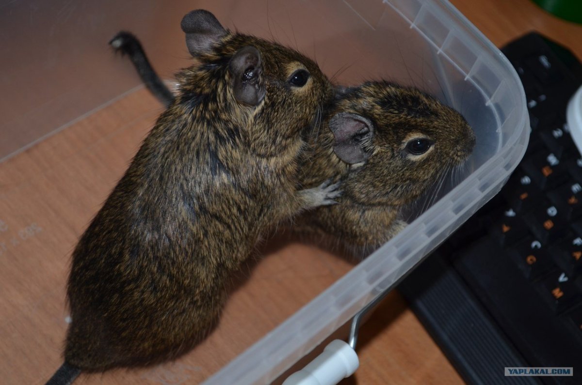 Домашние белки дегу