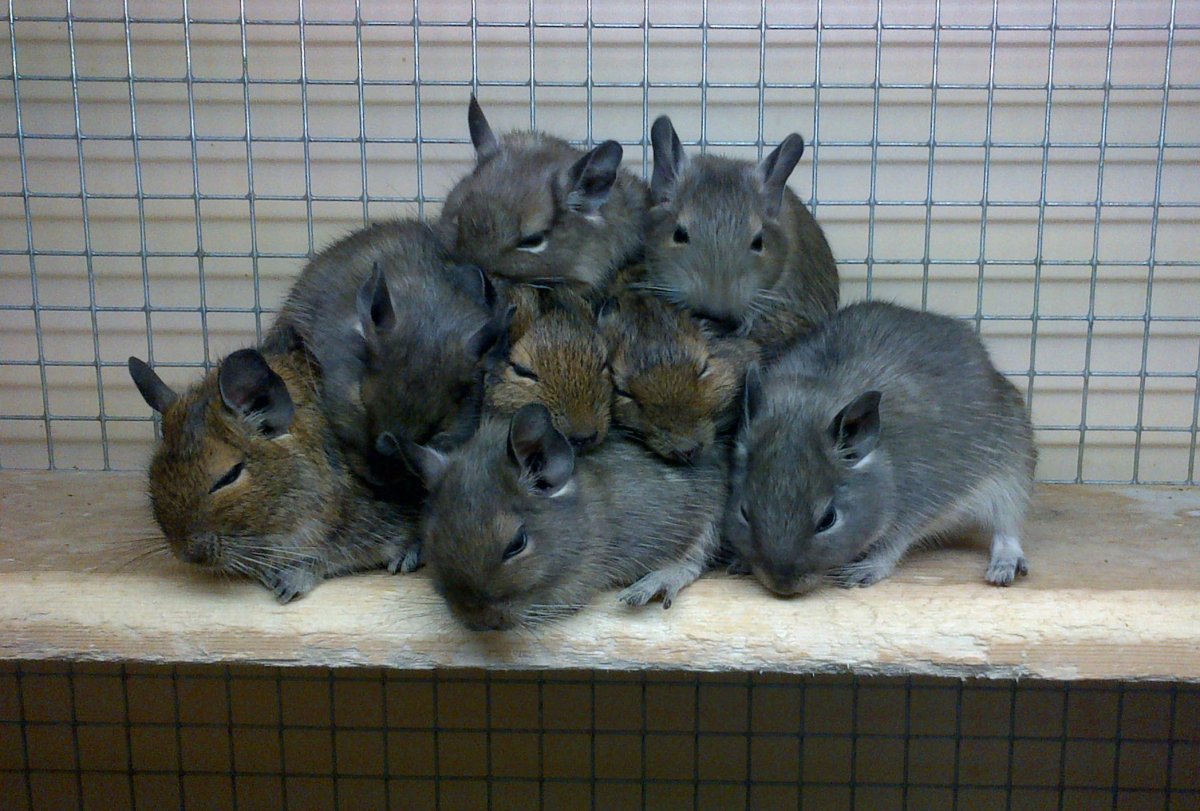 Шиншилла дегу