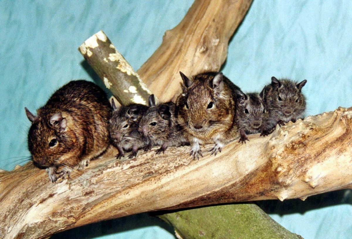 Чилийская белка дегу взрослая