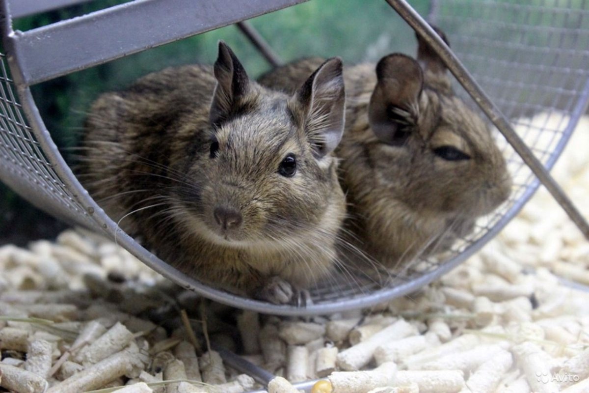 Чилийские белки дегу