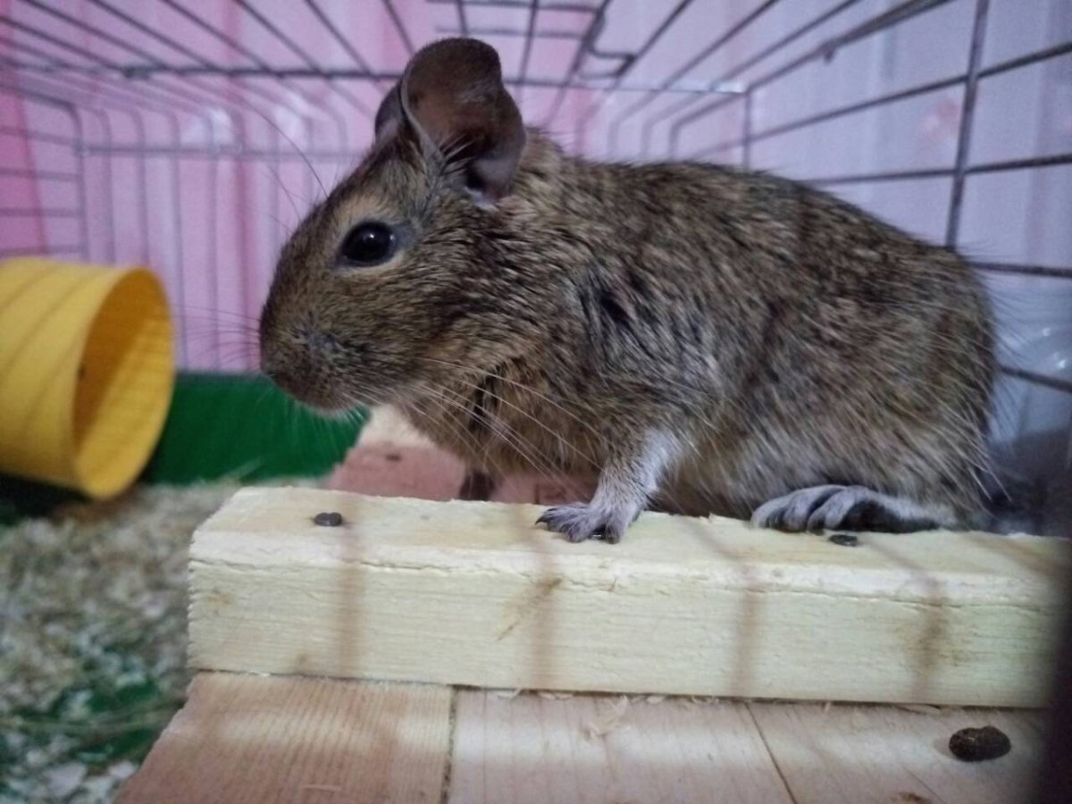 Декоративная белка дегу