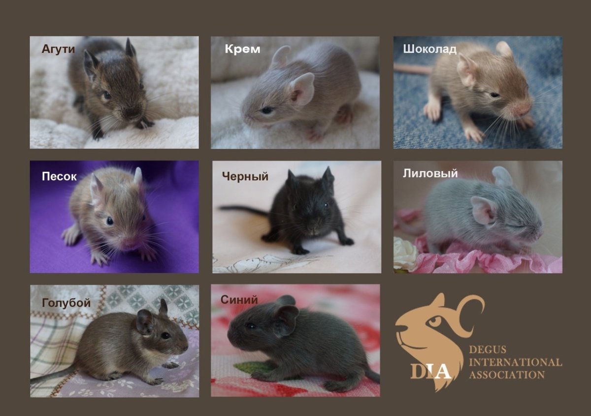 Дегу окрас агути