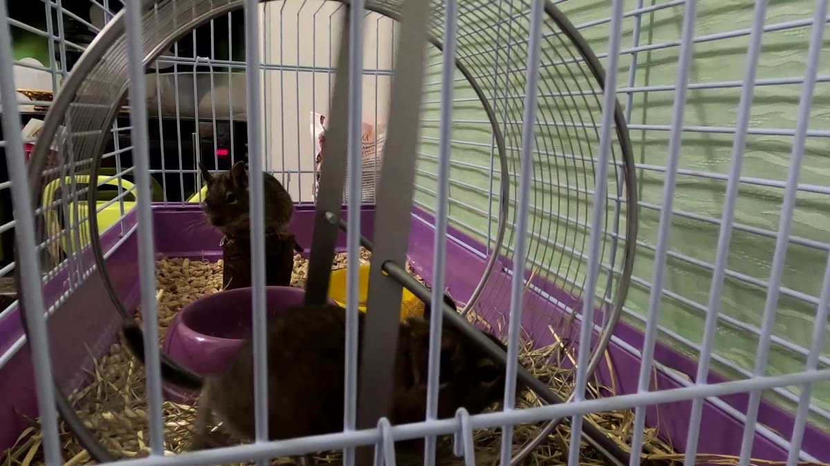 Дегу в рубашке