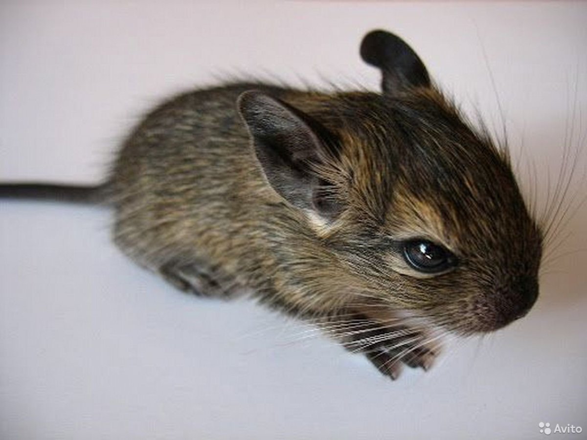 Белки дегу малыши