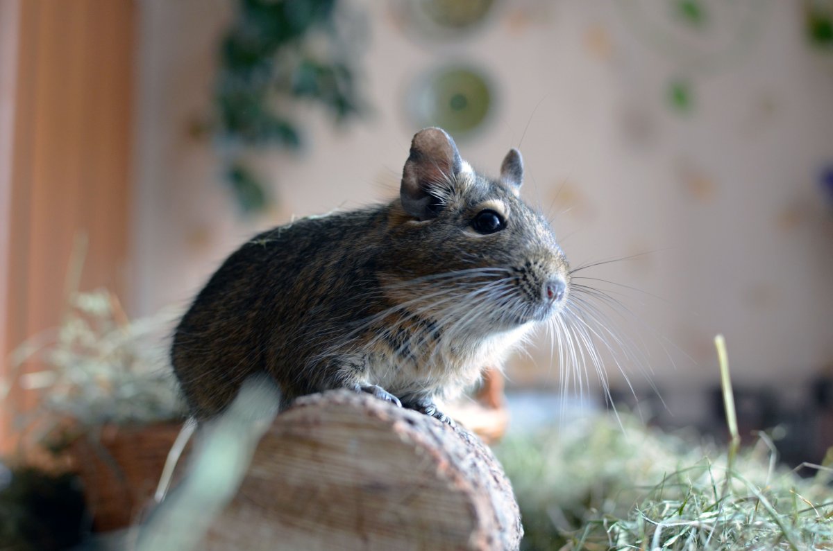 Белочка дегу