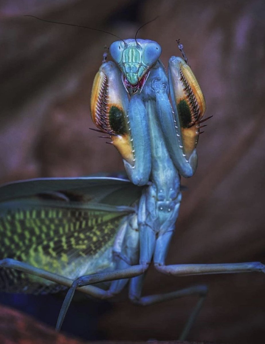 Мадагаскарский богомол