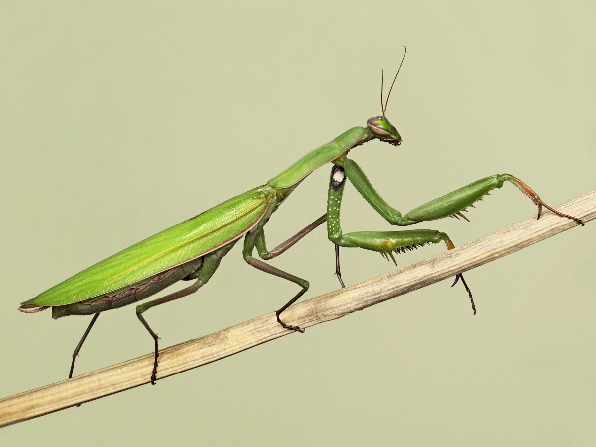 Mantis religiosa научная иллюстрация