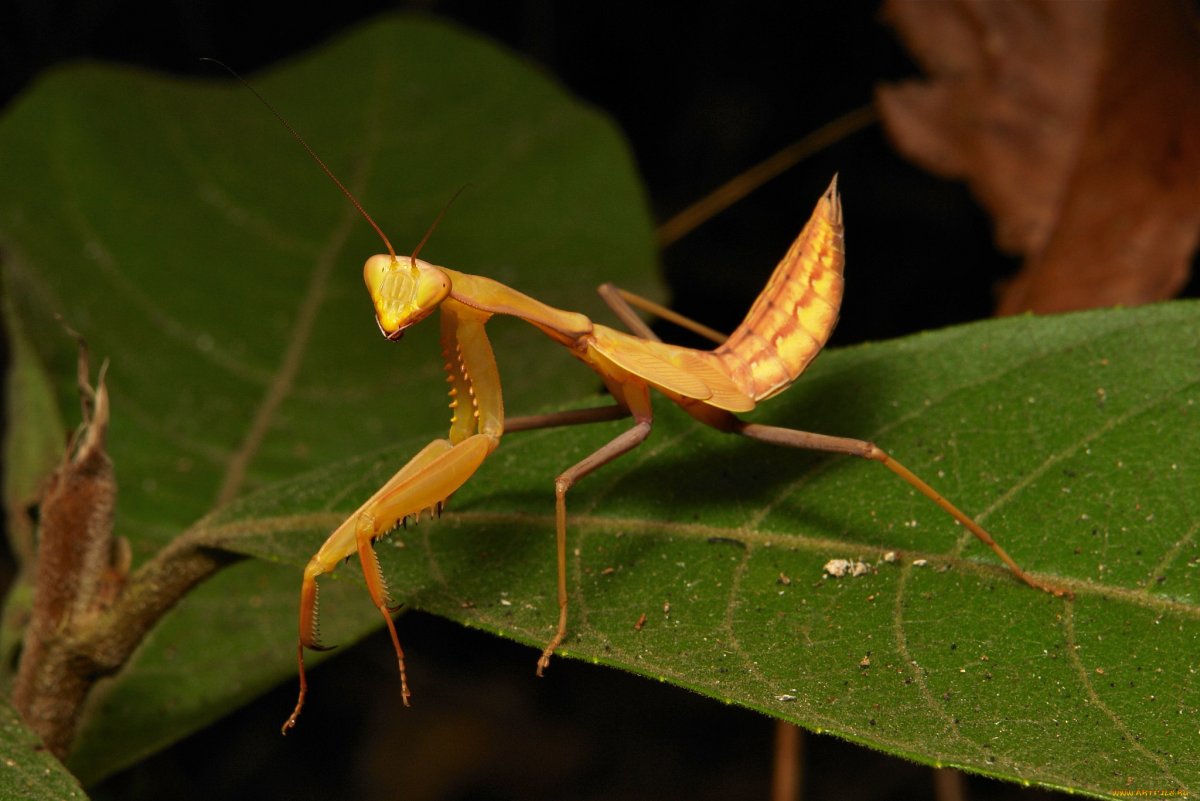 Желтый богомол