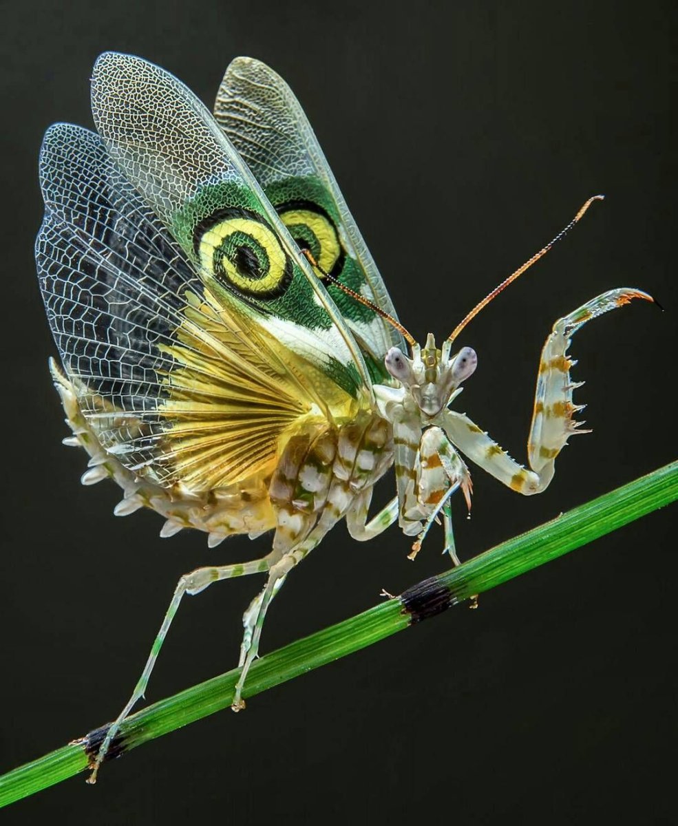 Богомол Pseudocreobotra wahlbergi