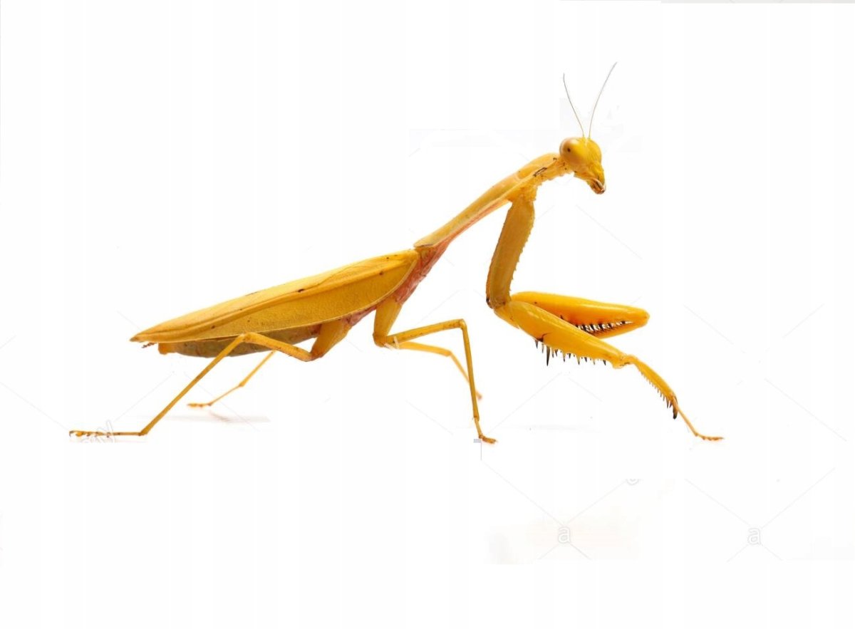 Hierodula venosa богомол