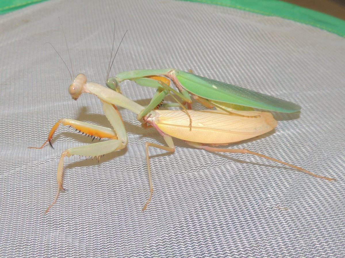 Hierodula venosa богомол