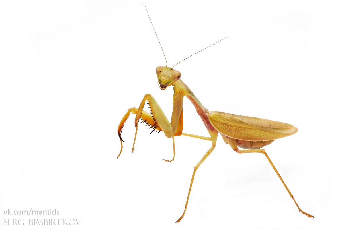 Hierodula venosa богомол