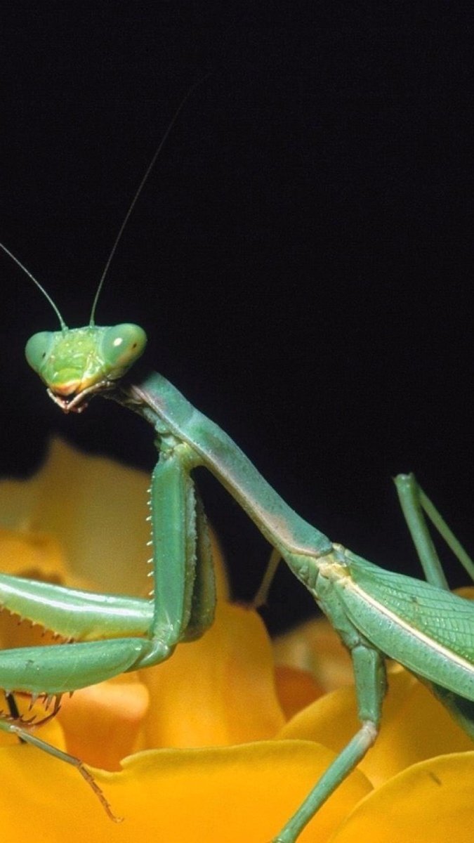 Восточно Африканский богомол