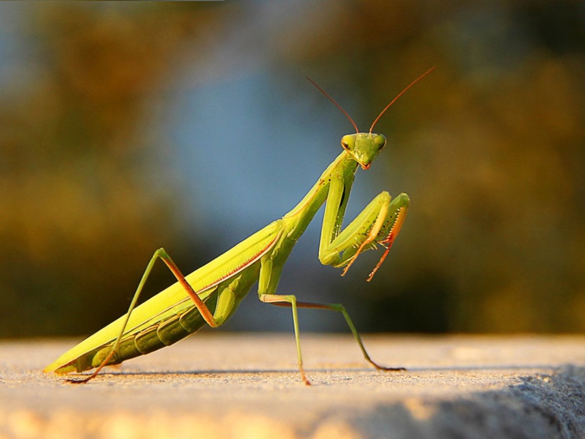 Богомол обыкновенный (Mantis religiosa)