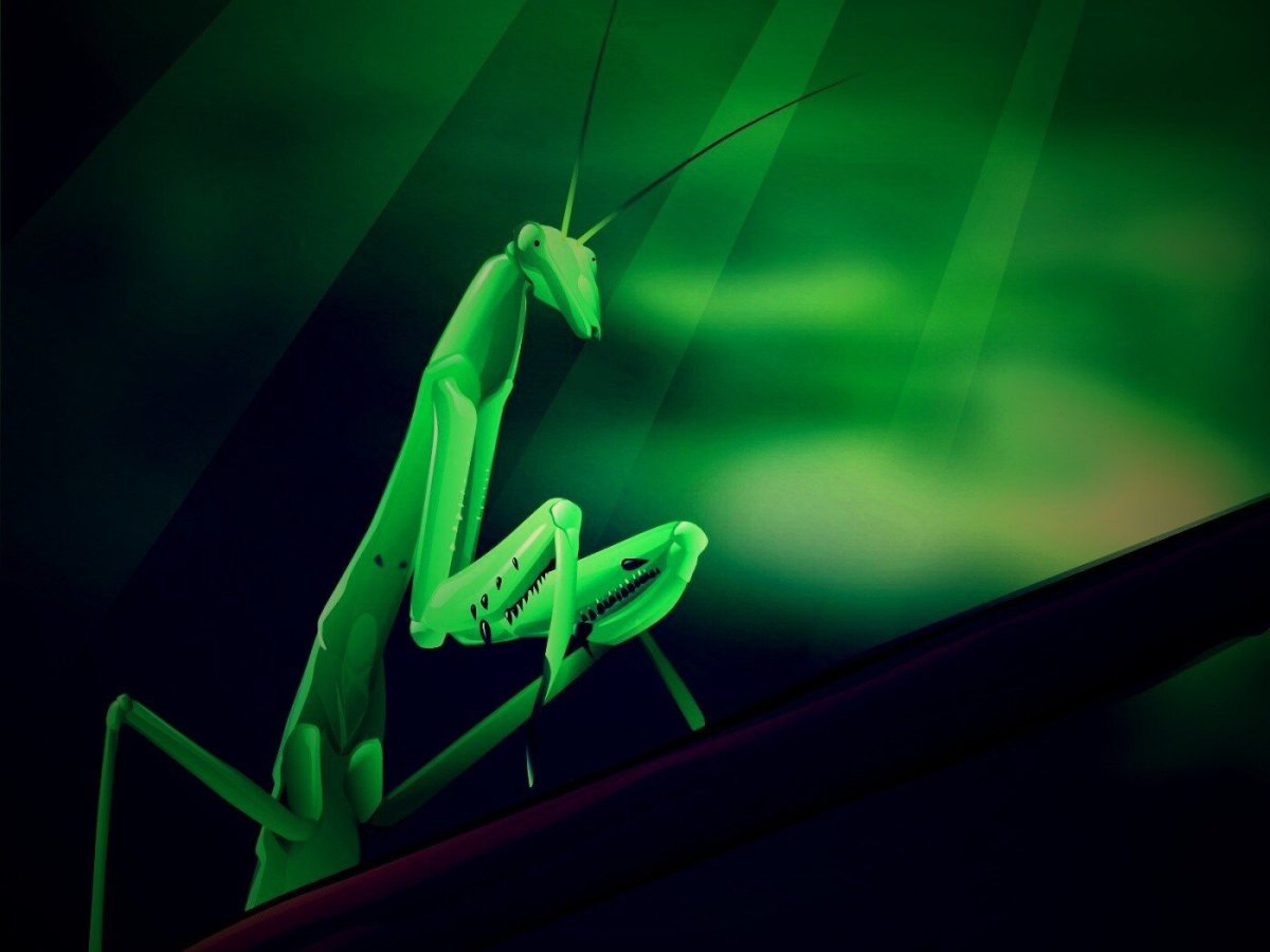 Доктор богомол