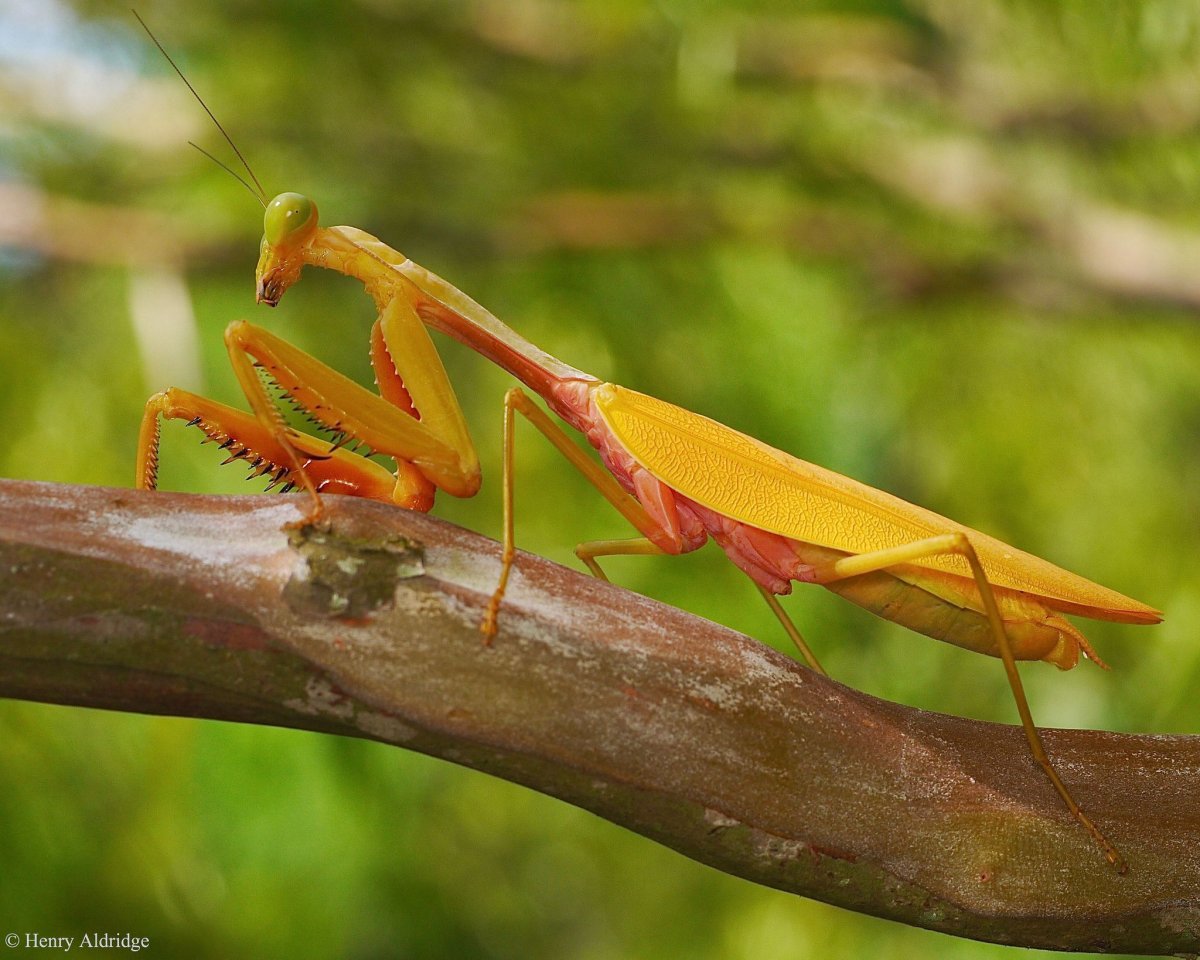 Золотой богомол