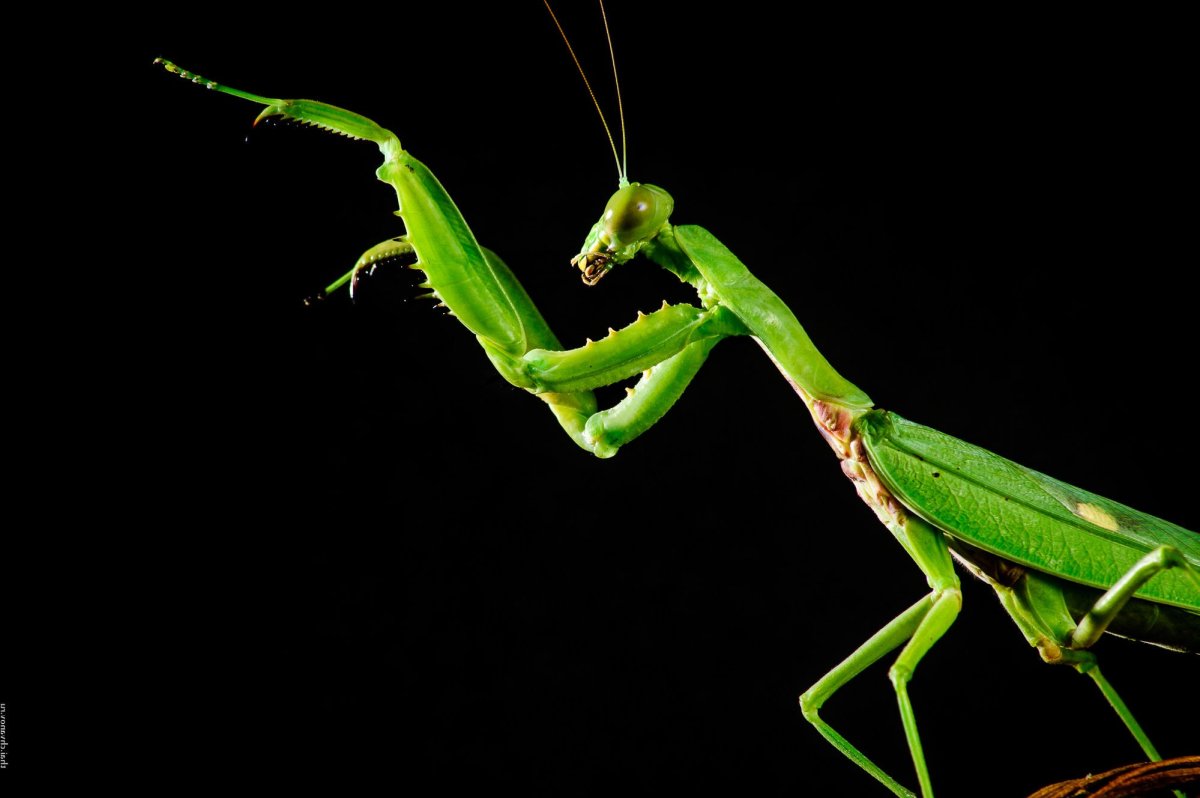 Богомол обыкновенный