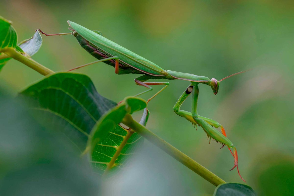 Богомол Дальневосточный