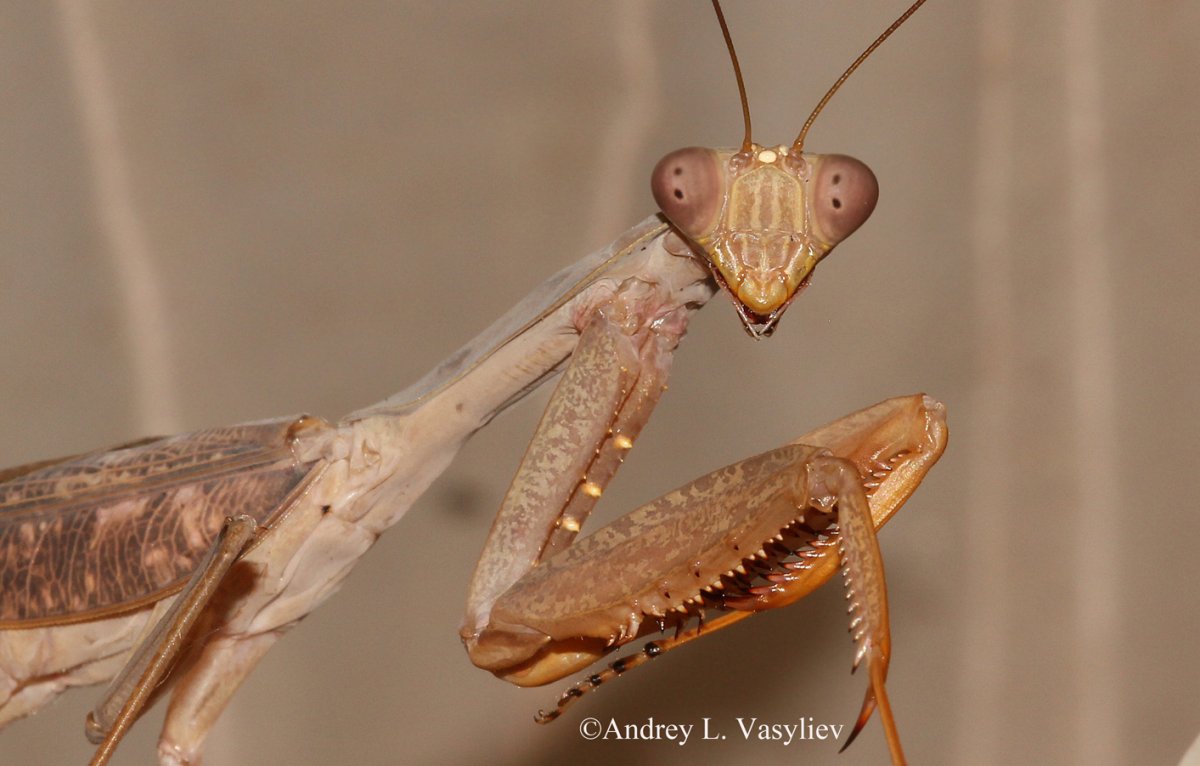 Гетерохета Восточная богомол