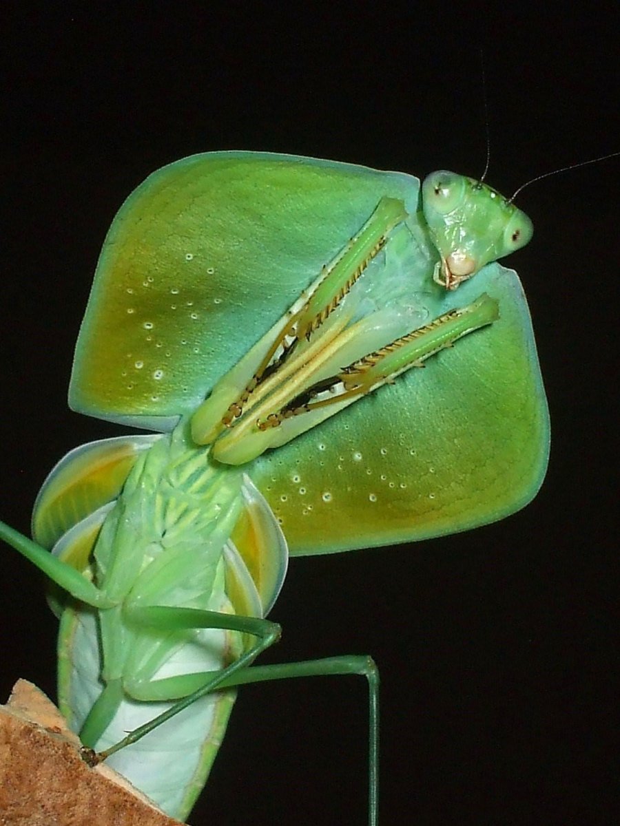 Мантис богомол
