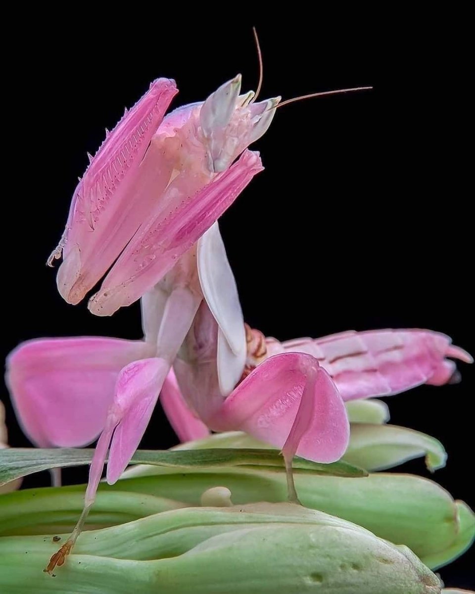 Орхидейный богомол