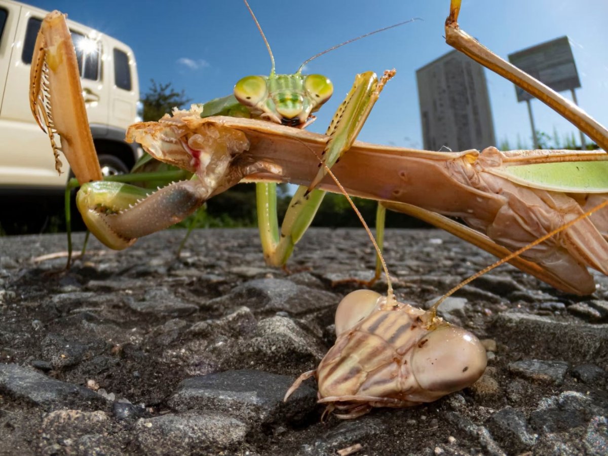 Китайский богомол