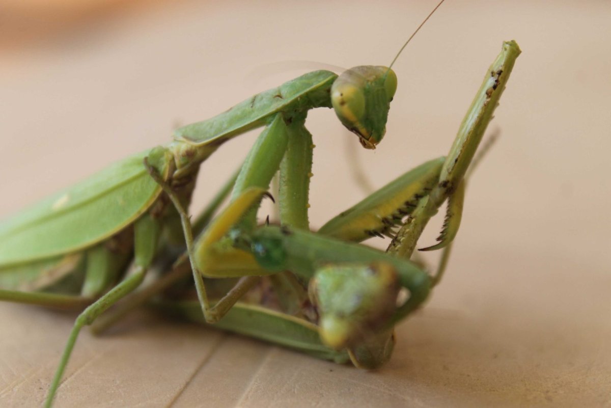 Богомол Крымский