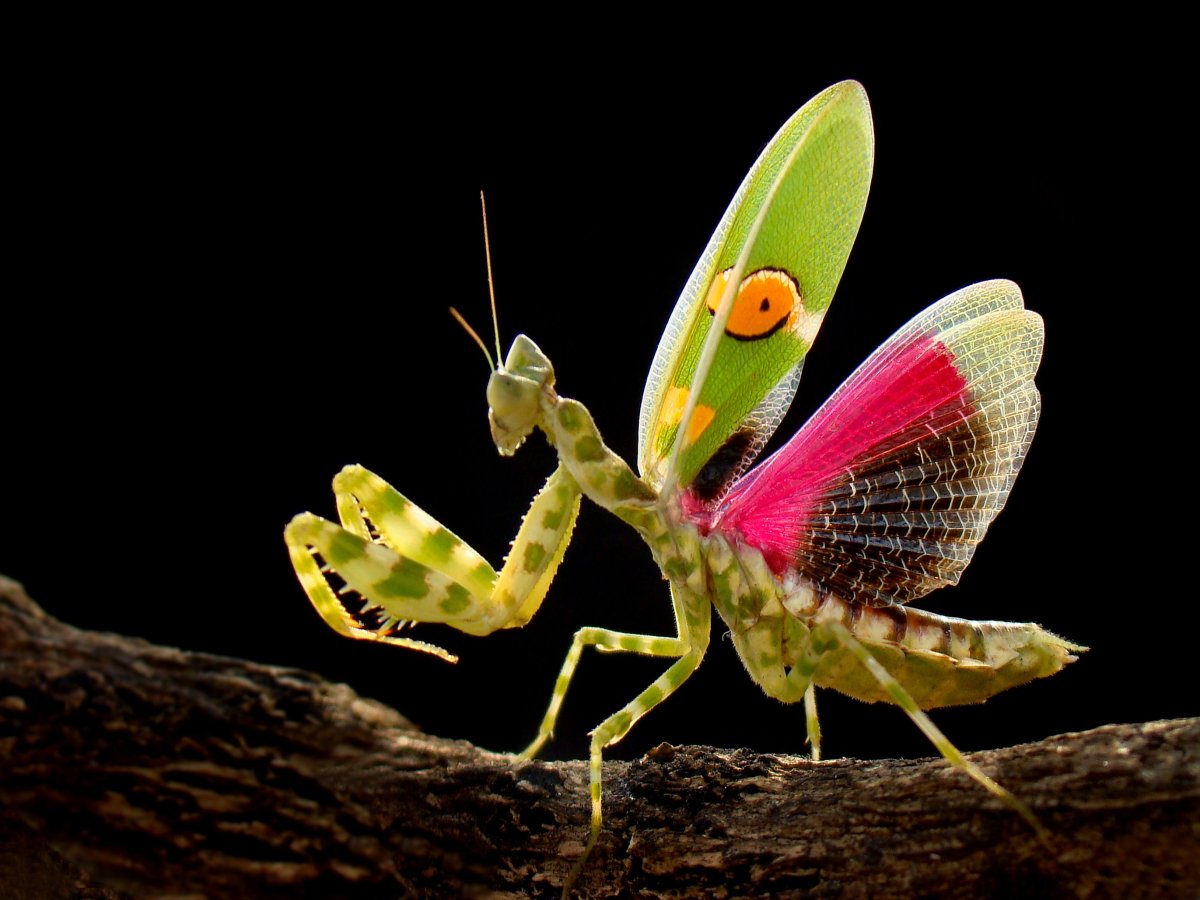 Богомол Creobroter meleagris