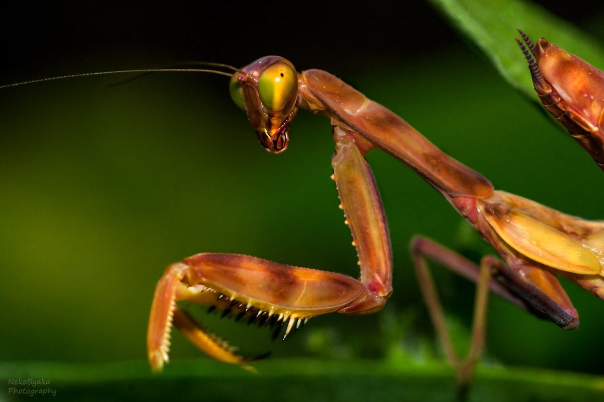 Красный богомол