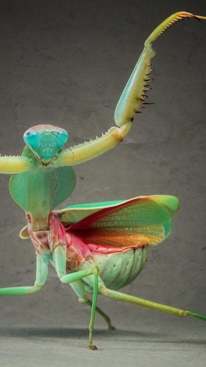 Жук богомол