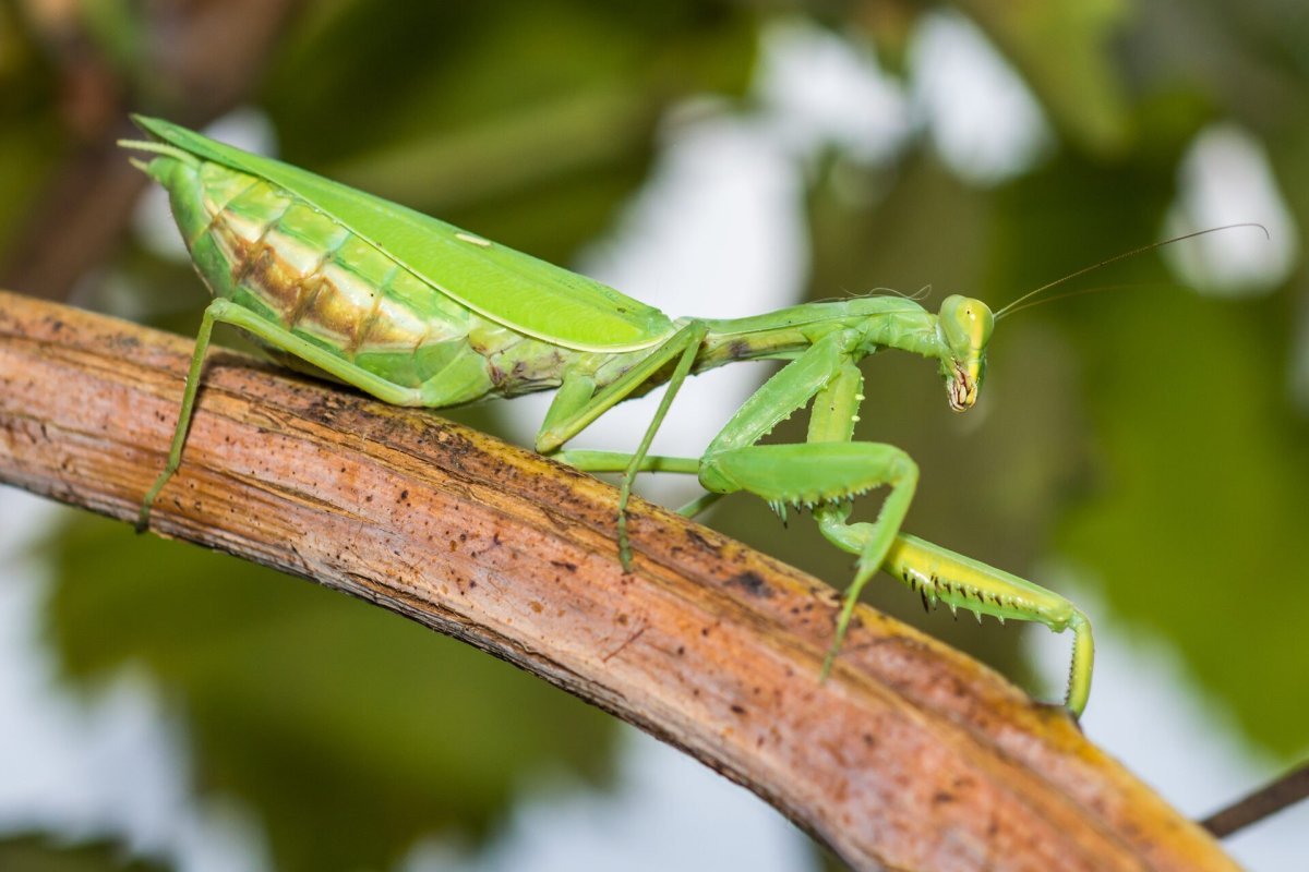Мадагаскарский богомол