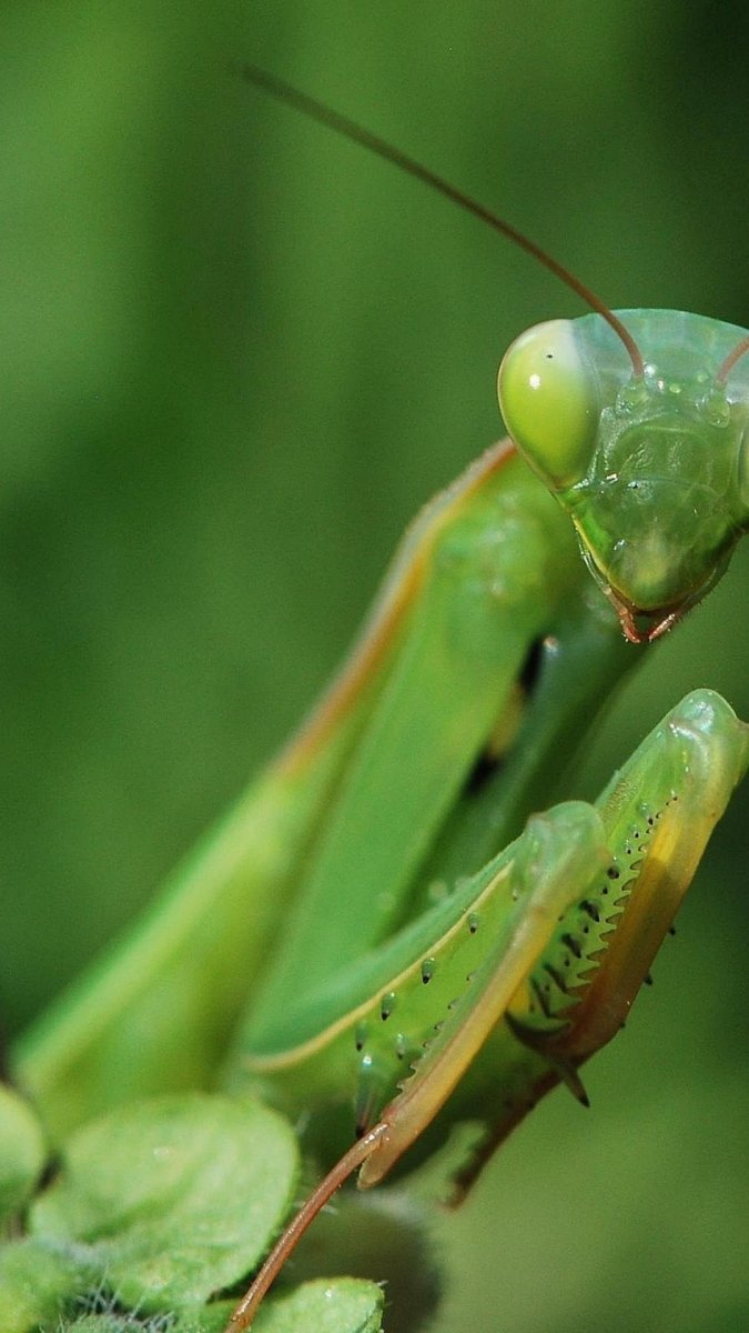 Жук богомол