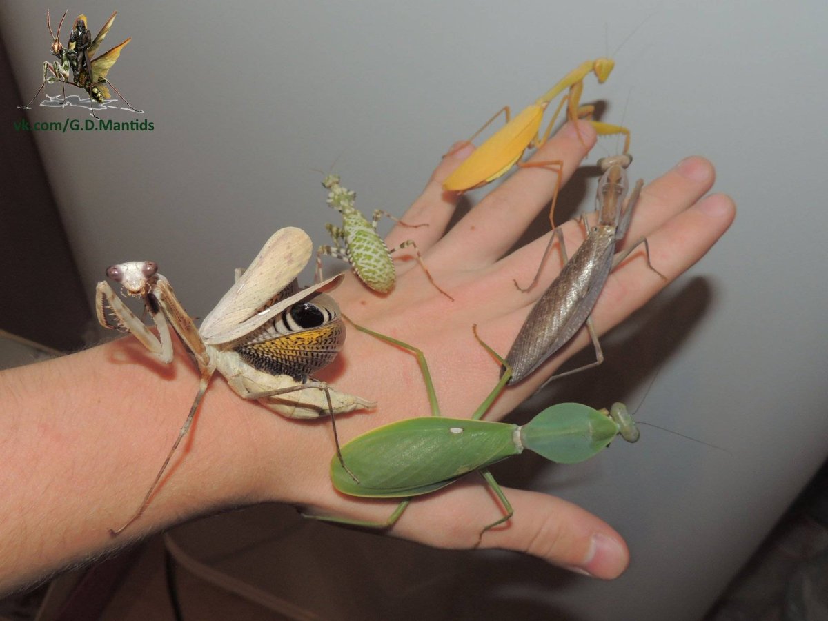 Богомол Pseudempusa pinnapavonis