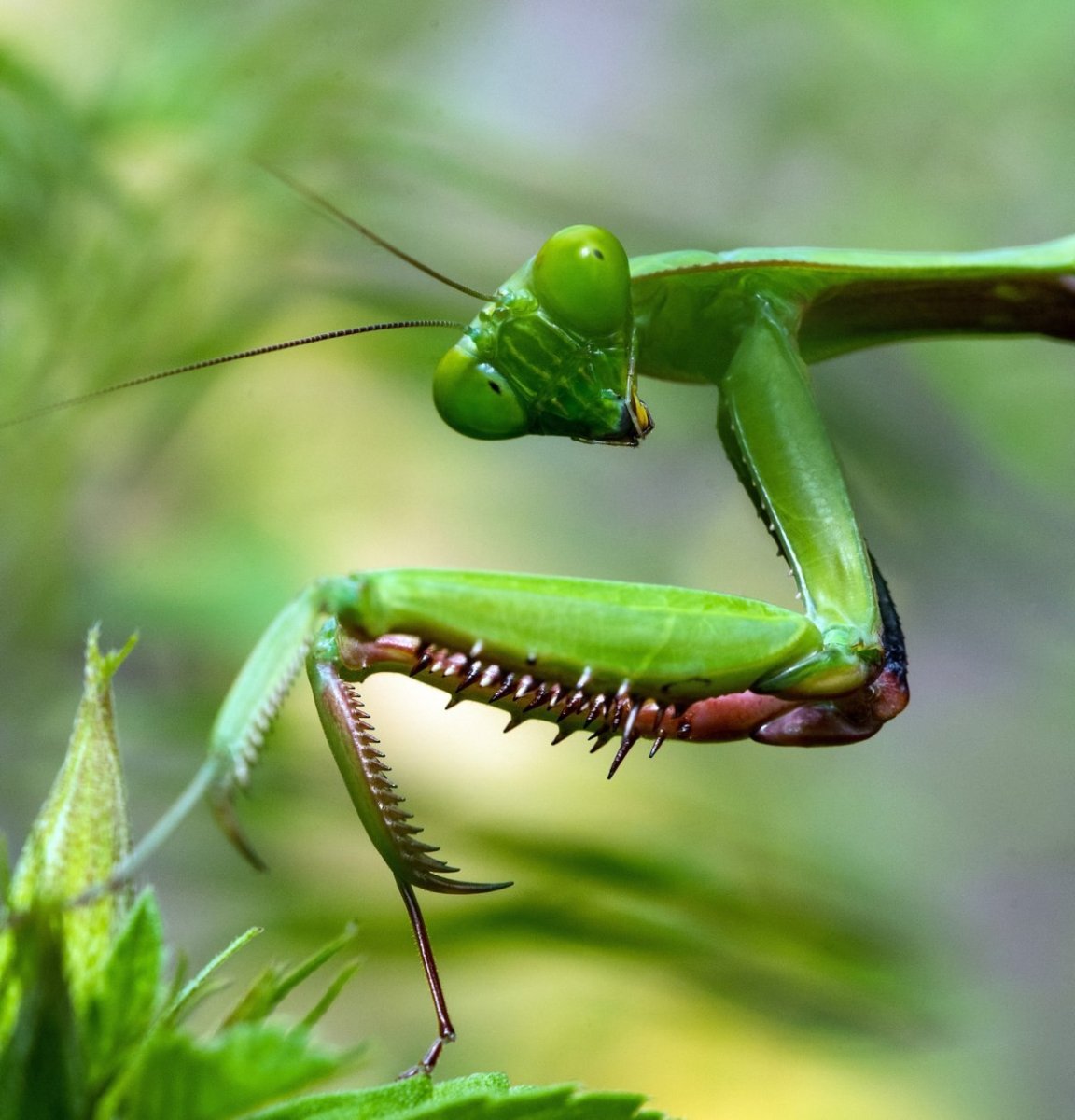 Африканский богомол