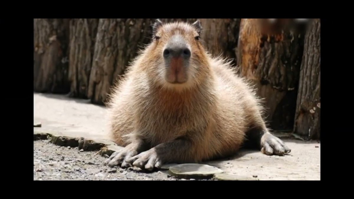 Ленинградский зоопарк капибара