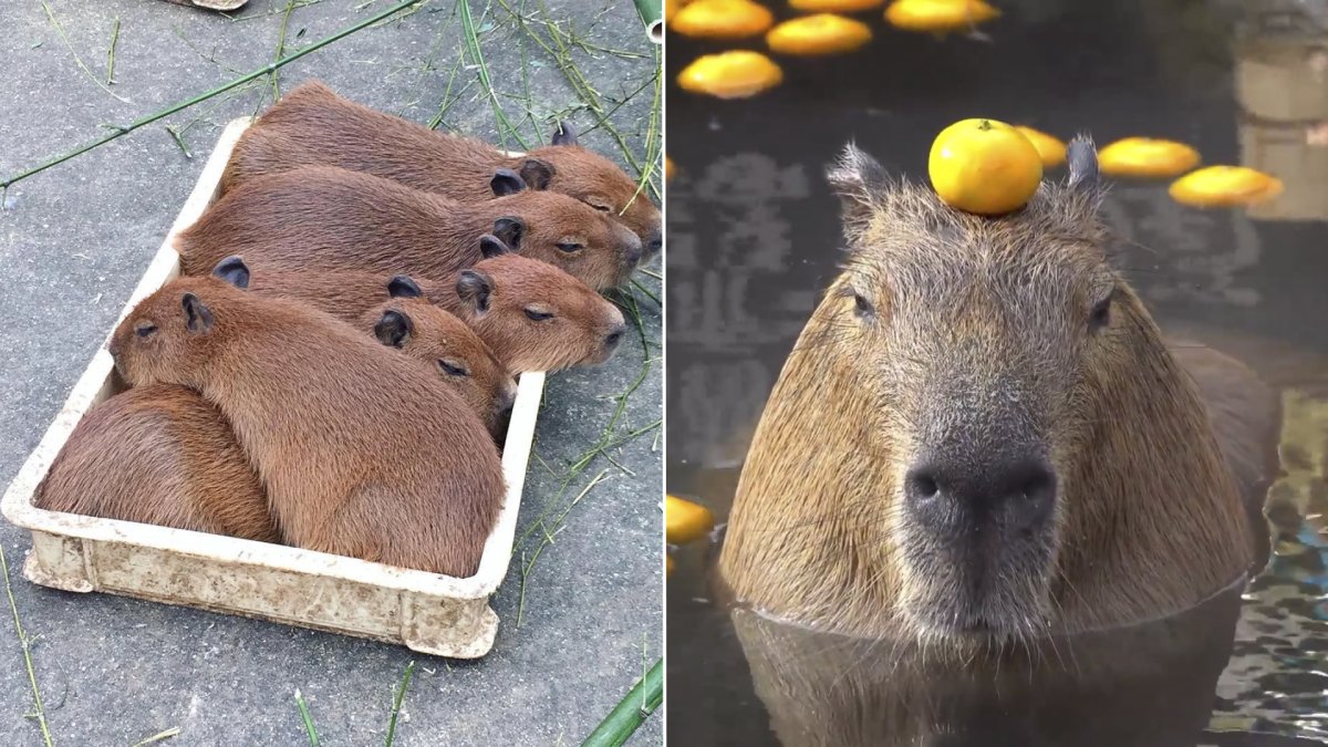 Капибара в наушниках